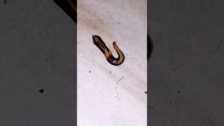 Um alienígena? Não! uma planária terrestre. #shorts #animal #estranho #strange #flatworm