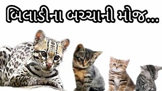 Cat | બિલાડીના બચ્ચાં | Cat for Kids/kittens cat animal in kids smail best video for kids.