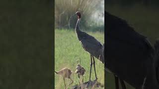 Adorable Moments with Sarus Crane & their Precious Chicks#shorts #ytshorts #ytshort #youtubeshorts