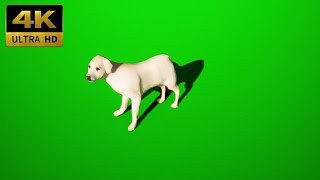 002 - Green Screen | Chroma Key | Animal 4K | Dog