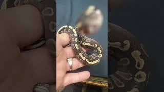 Snake periscoping into the camera 🤣 not cooperating #ballpythons #animals #pets #2024 #funny