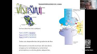 Sinapsis y comunicación neuronal, por Dra. Herminia Pasantes.