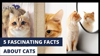 5 AMAZING Facts About Cats | Must Watch |