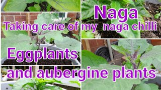 What type of fertilizer I am applying on my outdoor naga chillies and Eggplants.