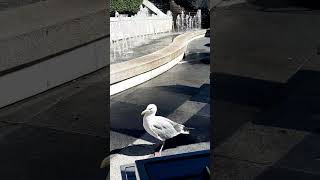 Seagull beggar)))