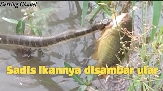 Gak ada niat mancing||malah Nemu joran ajaib dan spot ikan betok||ikannya gemuk-gemuk#RDC Mantap