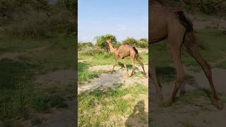 Camel walk #shorts