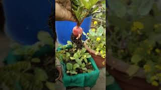 Harvesting red radish is so much fun and moreover the taste is superb #harvesting