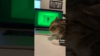 cat reacts to hotline bling