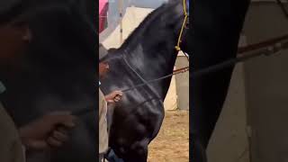 Stallion kala firangi