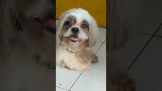 Beautiful Shih Tzu after groom #shihtzu #dog #shorts