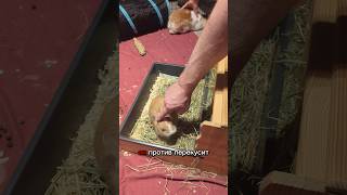 Канадские кролики! 🇨🇦😜🤩 #shorts #viral #animals #pets #funny #канада #кролики #юмор #смешно