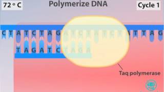 Polymerase Chain Reaction