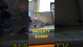 See What This Naughty Bunny Has Done! #Bunny, #pets