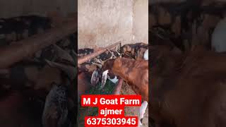 Gujari Sirohi bakre!! 30 se 50 kg!! visit M J Goat Farm ajmer 6375303945