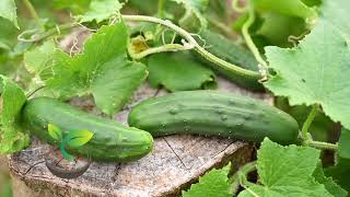 🥒🍀 Master Gardener's Secrets: How and when to water a cucumber for Bumper Harvest!