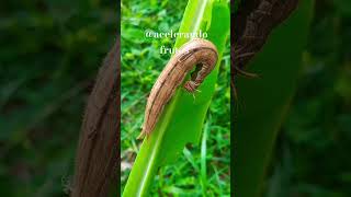 #Lagarta comendo as folhas da bananeira desse jeito#metamofose#borboleta 🦋#shorts#natureza 🇧🇷