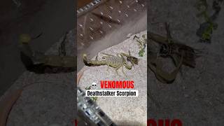 Deathstalker Scorpion with highly toxic venom stings a cricket #wildlife #scorpion #shorts #venomous