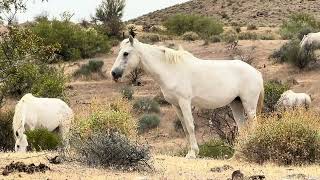 HOW DO WILD HORSES 🐎 SURVIVE IN EXTREME HEAT 🌵NEW FOAL