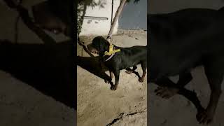 Rottweiler Enjoying Terrace view