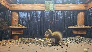 Red Squirrel does not want to share peanuts today | #chipmunks_and_squirrels on #Twitch