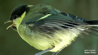 Как пищат птенцы синички. How titmouse chicks squeak.