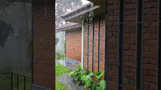 Rain | Original Rain with Sound | Raw Video