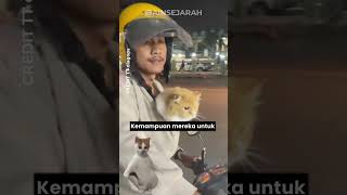 Keagungan Kucing OYEN dan Kucing lainnya dalam Mitos Mesir Kuno