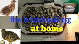 How to hatch quail egg at homemade Incubator, SG Rangpur