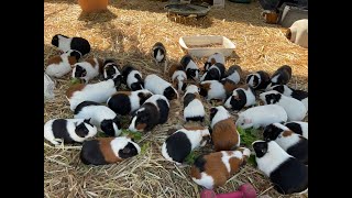 Guinea pig herd loving a snack