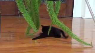 indoor jungle best cat toys ever - pure cuteness