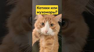 Котики или мухоморы? #микродозингмухомора #ежовик #пп