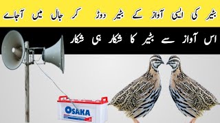 Batair ka shikar || Shikar hi shikar || بٹیر کے شکار کی رات کآواز