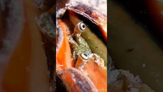 👀⁠These are the eyes of a Strawberry Conch