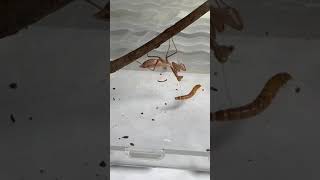 Praying mantis hunting worm #shorts #tiktok  #insectfeeding #insect #prayingmantis