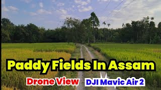 Paddy Fields in Assam || Cinematic Drone View || DJI Mavir Air 2 Fotage