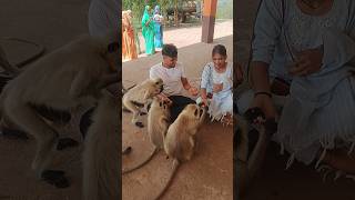 बंदर ने प्रसाद छीन लिया..😱😱 #comedy #funny#❤️#monkey#video #youtube #short#viral#video..😂😂