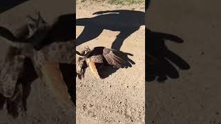 Bird got Snake then Snake got the Bird | #ViralVideo