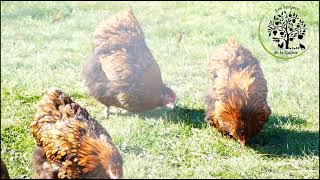 Portraits de poules