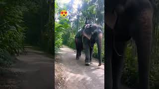 गाव सुटेना 😍 #shortsyoutube #elephant #trending #travel #viral #munnardays