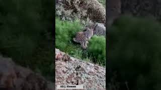 Eurasian lynx in kurdistan - وەرشەک لە کوردستان - الوشق الاوراسی فف الکوردستان