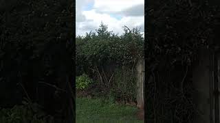 A flood of Mansions in a Village in Ruiru