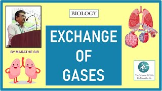 ALVEOLI : EXCHANGE OF GASES | BIOLOGY TUTORIALS | NEET , MHT-CET