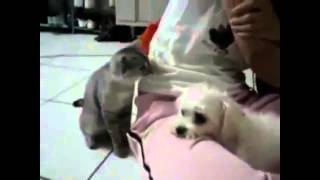 Impolite cat hits dog