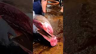 433kg Bluefin Tuna Expertly Filleted in Under 1 Minutes