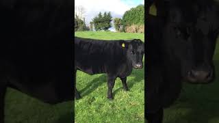 SD Pedigree Angus