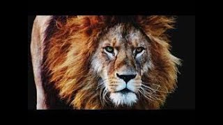 DAN PENA   LIONS DEMONSTRATION