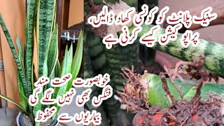 Free Organic Fertilizer for Snake plant | Care & Propagation of Snake Plant | Indoor Air Purifier