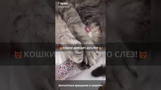 🐾Кошки-комики: смешные приколы, которые рассмешат!😹 Выпуск 835