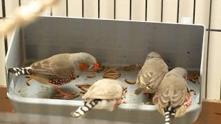 Zebra finches feeding on meal worms